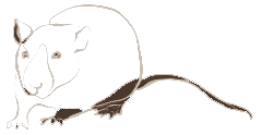 rat